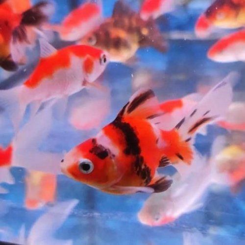 Los peces de agua fría que comúnmente tenemos disponibles son los siguientes:
 

Cometas o carpas: naranja, rojo, amarillo, bronce, sarasa, shubunkin, negro, cola de velo...
Medakas
Neón chino, neón chino oro y neón chino cola de velo 
Orandas o goldfish: telescópico, red cap (boina roja), cálico, escama de perla, ranchu, ryukin, ojos celestiales, ojos de burbuja... 
Plecostomus (mariposa, leopardo, albino...) y ancistrus.
Esturiones negros y albinos
Carpa amur (comealgas)