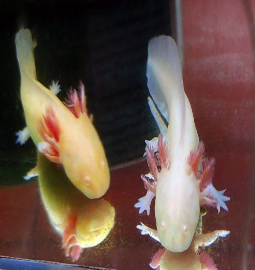 Los ajolotes&nbsp;que com&uacute;nmente tenemos disponibles son los siguientes:
&nbsp;

Ambystoma Mexicanum: albino-dorado y albino-blanco.
