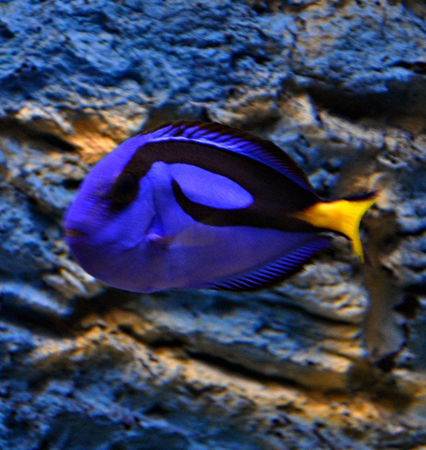 Peces en Valladolid Aquarium Discus