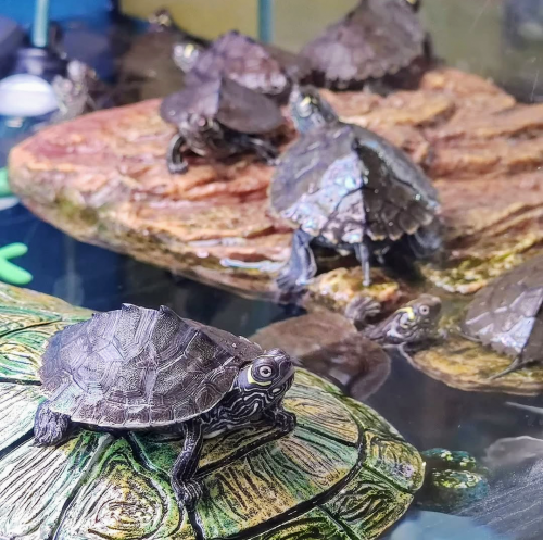 Tortugas en Valladolid
