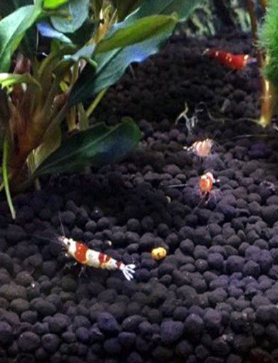 Las gambitas Neocaridinas que comúnmente tenemos disponibles son las siguientes:
 

Black Sakura
Blue Diamond
Blue Velvet
Orange
Red Cherry
Red Rili
Red Sakura
Yellow Sakura

 
Las gambitas Caridinas que comúnmente tenemos disponibles son las siguientes:


Crystal Black
Crystal Red
Red Ruby
Japónica Multidentata (Amano)
Pinocho 

Otros tipos de gambas que tenemos disponibles son las siguientes:

Atyopsis Moluccensis (Gamba Filtradora)