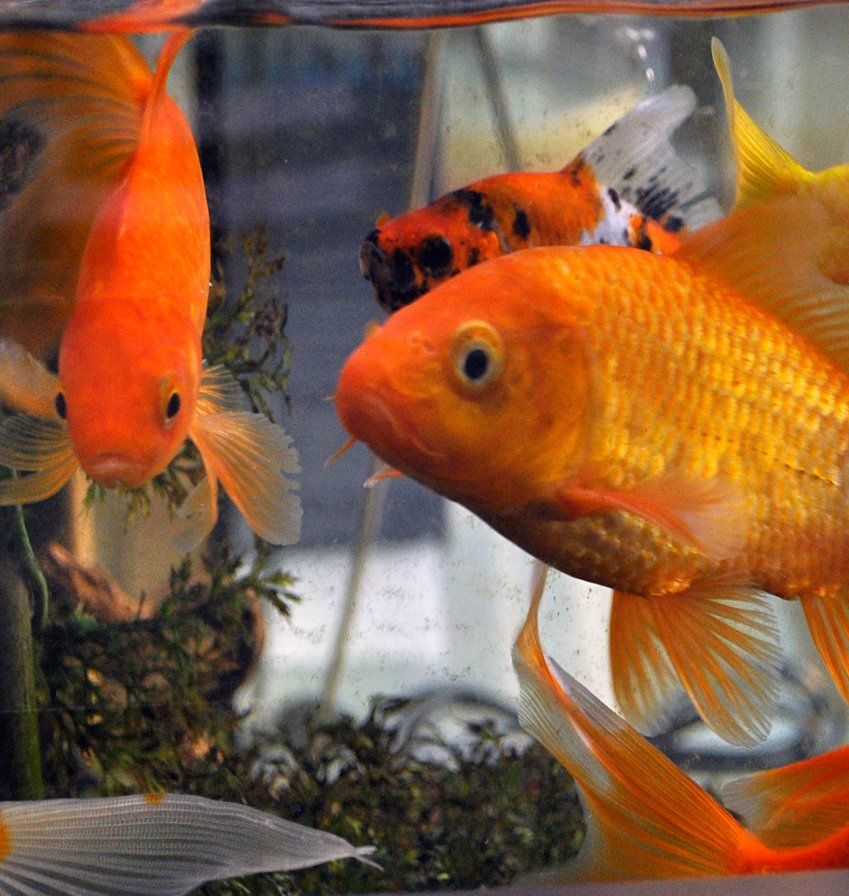 Peces en Valladolid Aquarium Discus