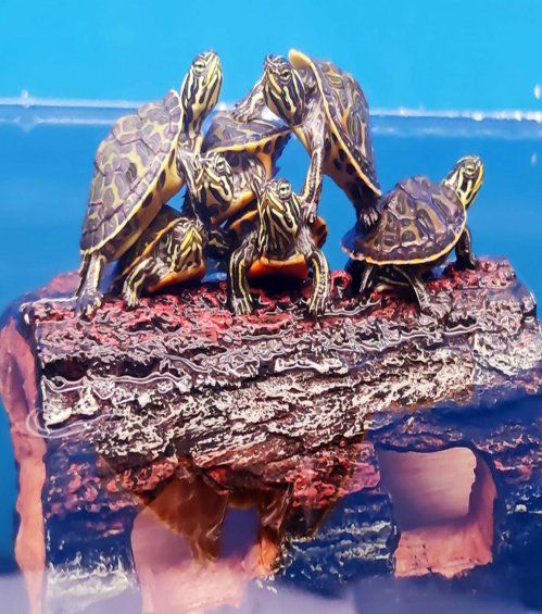 Tortugas en Valladolid