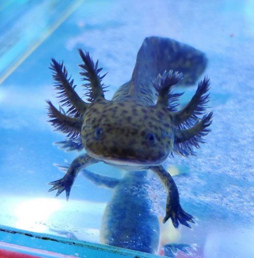 Los ajolotes o axolote mexicano que comúnmente tenemos disponibles son los siguientes:
 

Ambystoma Mexicanum (Ajolote Albino Dorado)
Ambystoma Mexicanum (Ajolote Albino Leucístico)
Ambystoma Mexicanum (Ajolote Albino de Ojos Rojos)
Ambystoma Mexicanum (Ajolote Negro)