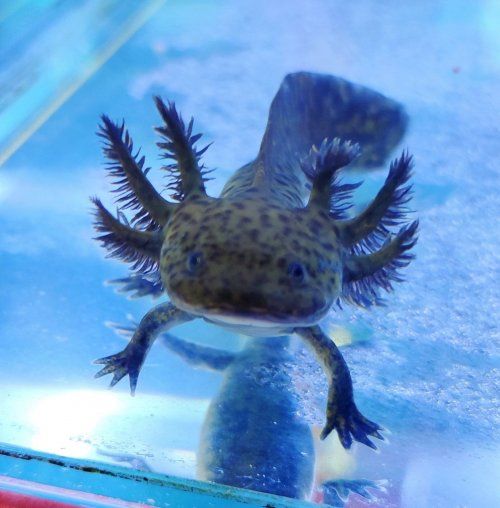 Los ajolotes o axolote mexicano que comúnmente tenemos disponibles son los siguientes:
 

Ambystoma Mexicanum (Ajolote Albino Dorado)
Ambystoma Mexicanum (Ajolote Albino Leucístico)
Ambystoma Mexicanum (Ajolote Albino de Ojos Rojos)
Ambystoma Mexicanum (Ajolote Negro)