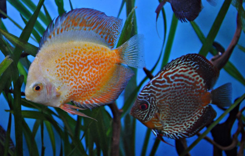 Peces en Valladolid Aquarium Discus